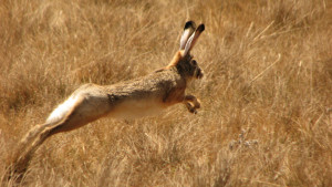 hare image