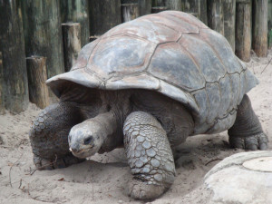 tortoise image